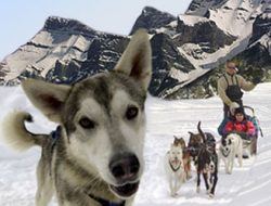 Banff Dog Sled Tours