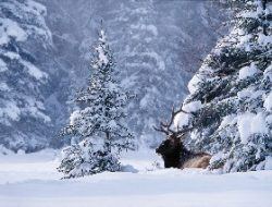 Banff Winter Wildlife Tour