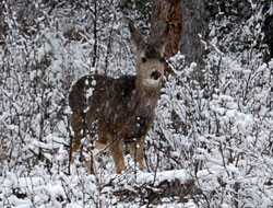 Jasper Winter Wildlife Tour